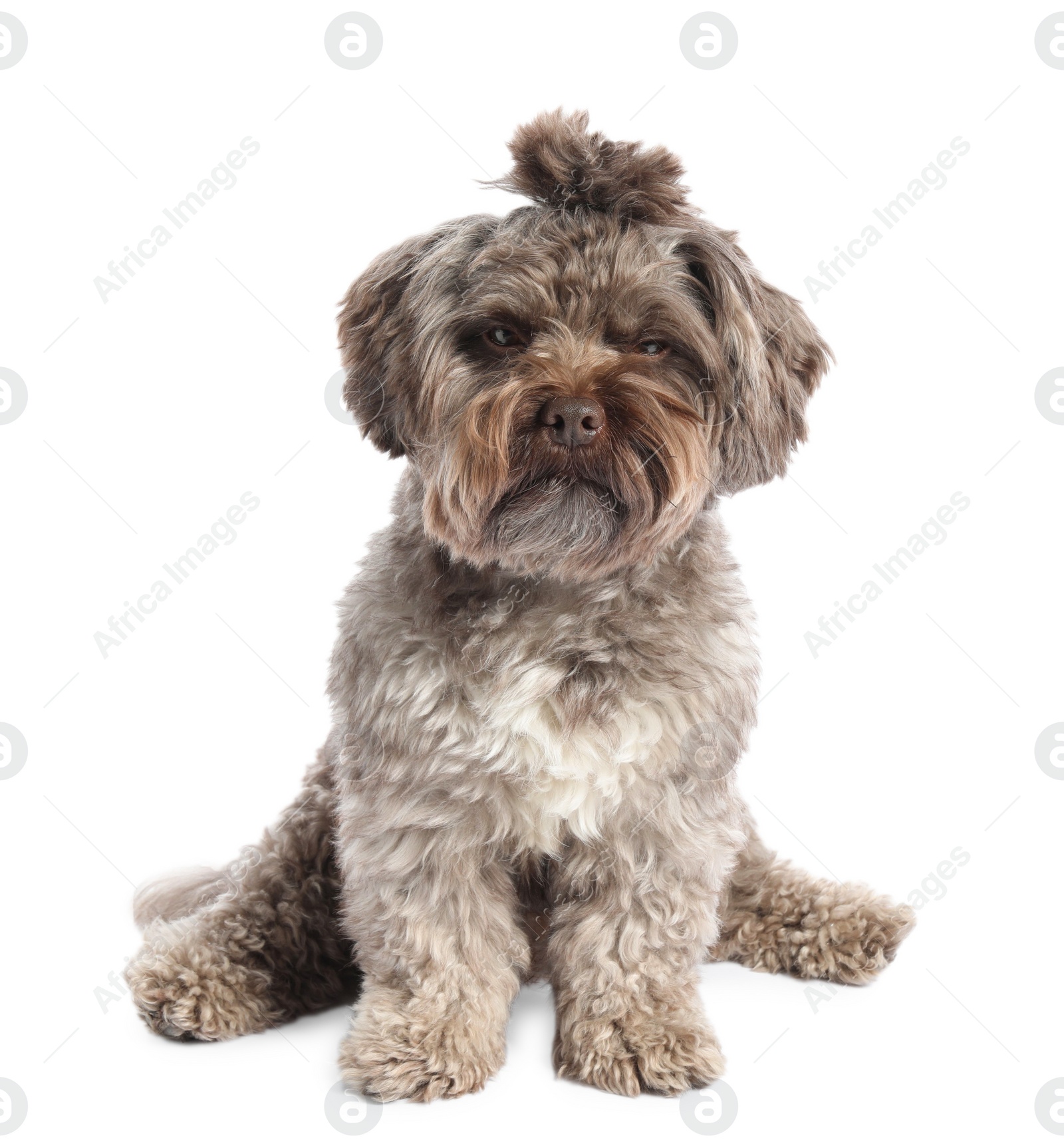 Photo of Cute Maltipoo dog on white background. Lovely pet