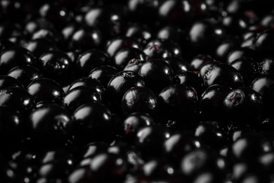 Photo of Many black elderberries (Sambucus) on background, closeup
