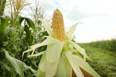 Woman holding yellow ripe corn cob in field on sunny day, closeup