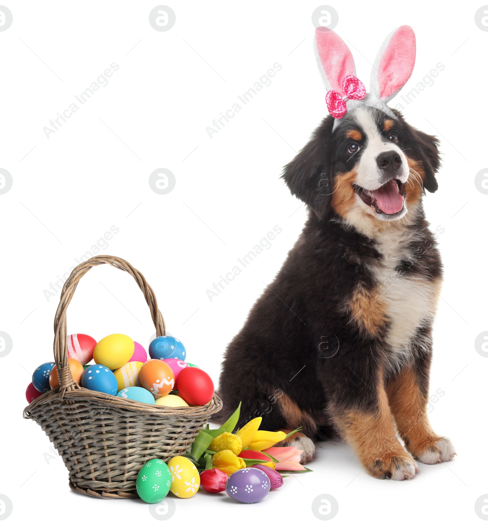 Image of Colorful Easter eggs and cute dog with bunny ears headband on white background