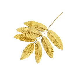 Twig of golden rowan leaves isolated on white. Autumn season