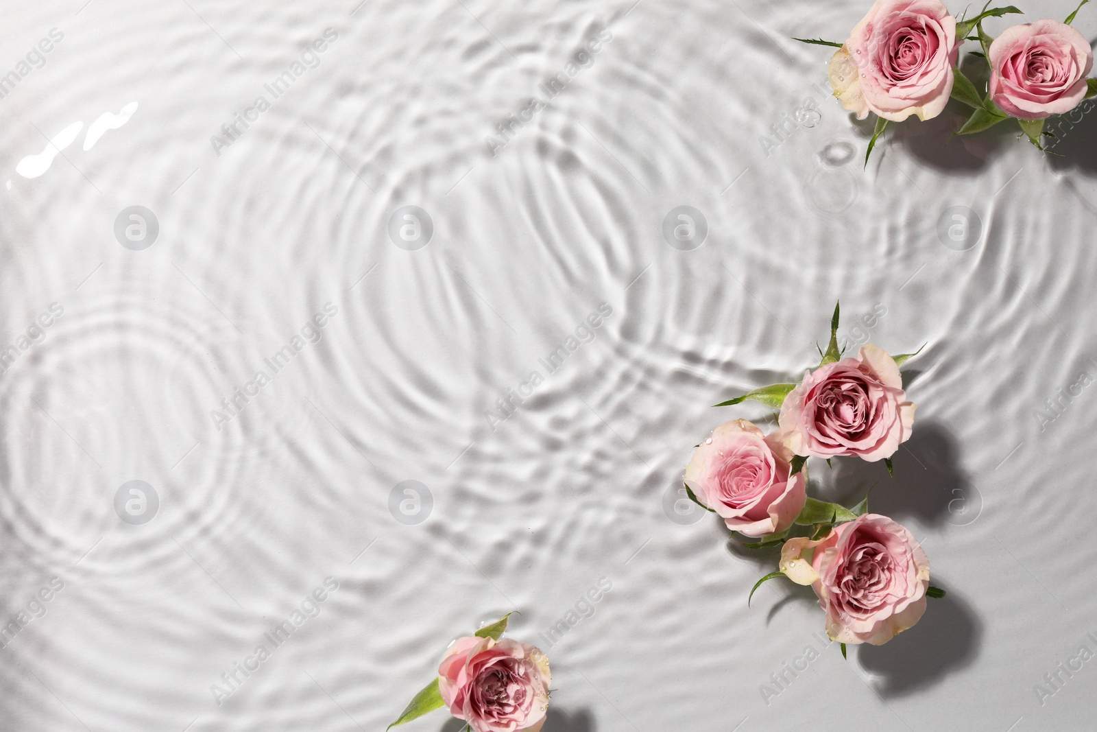 Photo of Beautiful roses in water on white background, top view. Space for text