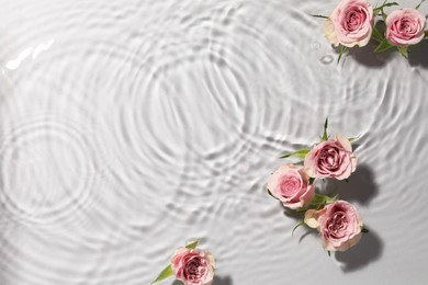 Beautiful roses in water on white background, top view. Space for text