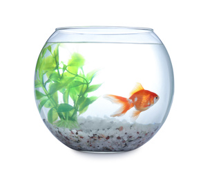 Photo of Beautiful bright small goldfish in round glass aquarium isolated on white