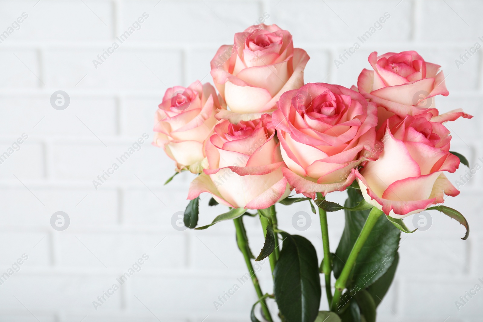 Photo of Beautiful pink roses near white brick wall, closeup