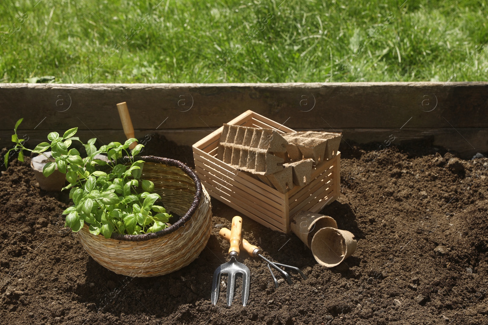 Photo of Beautiful seedlings in wicker basket prepared for transplanting on ground outdoors