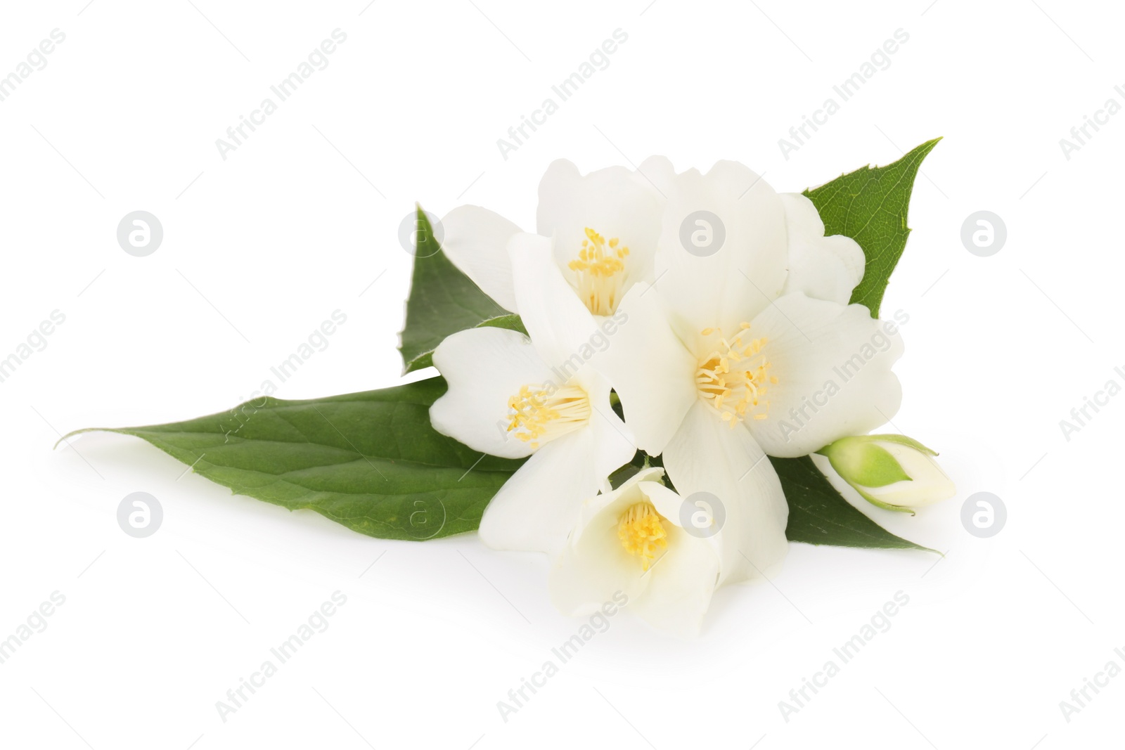 Photo of Branch of jasmine flowers and leaves isolated on white