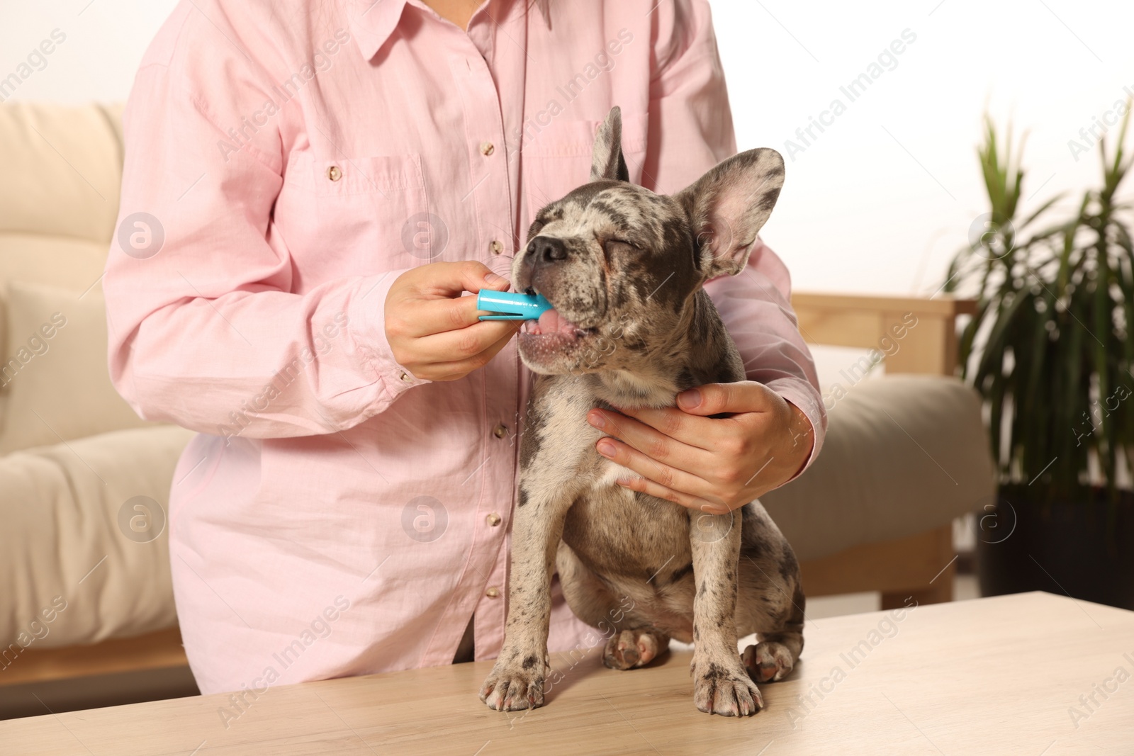 Photo of Woman brushing dog's teeth at table indoors, closeup