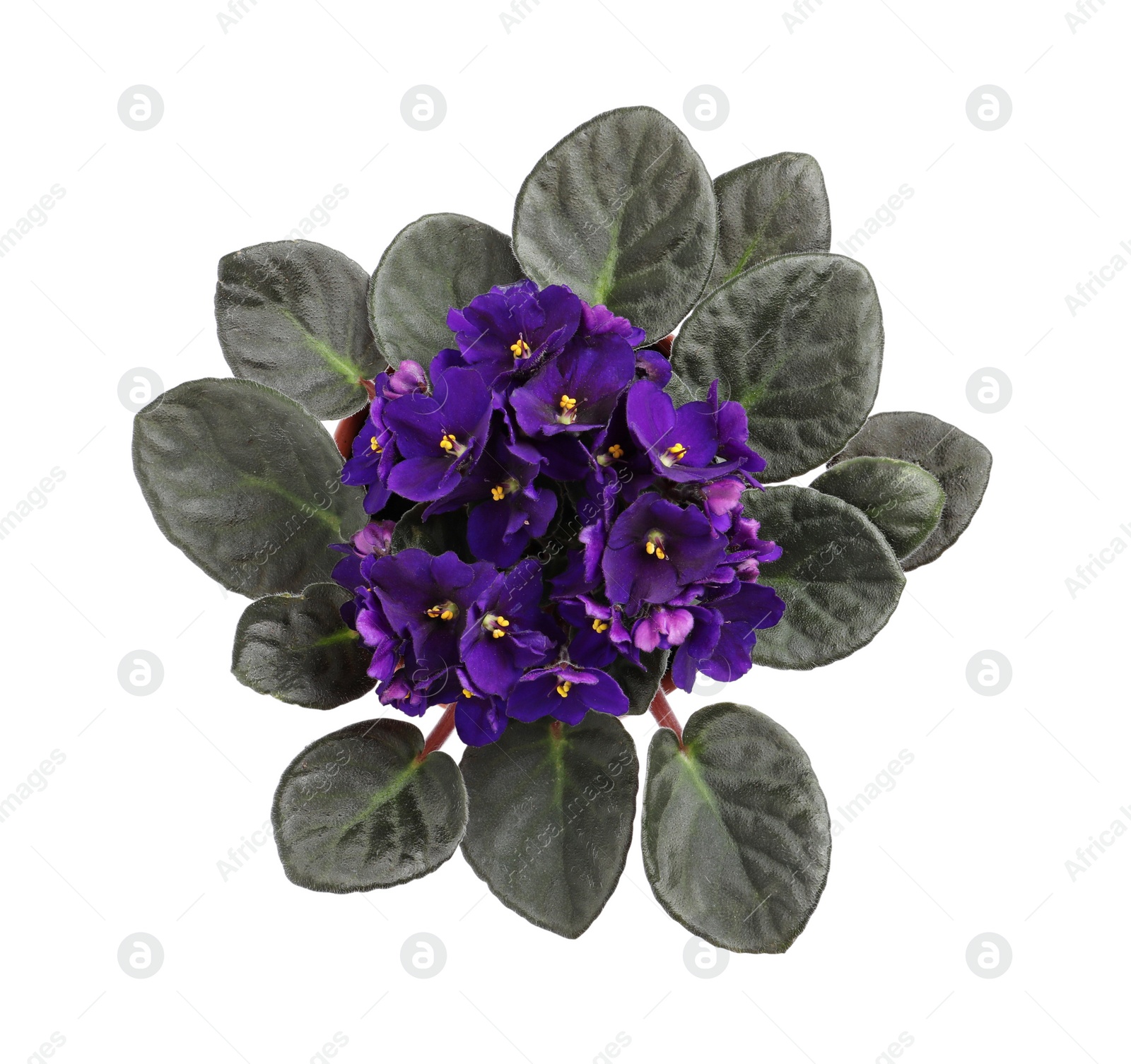 Photo of Beautiful violet flowers isolated on white, top view. Plant for house decor