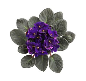 Photo of Beautiful violet flowers isolated on white, top view. Plant for house decor