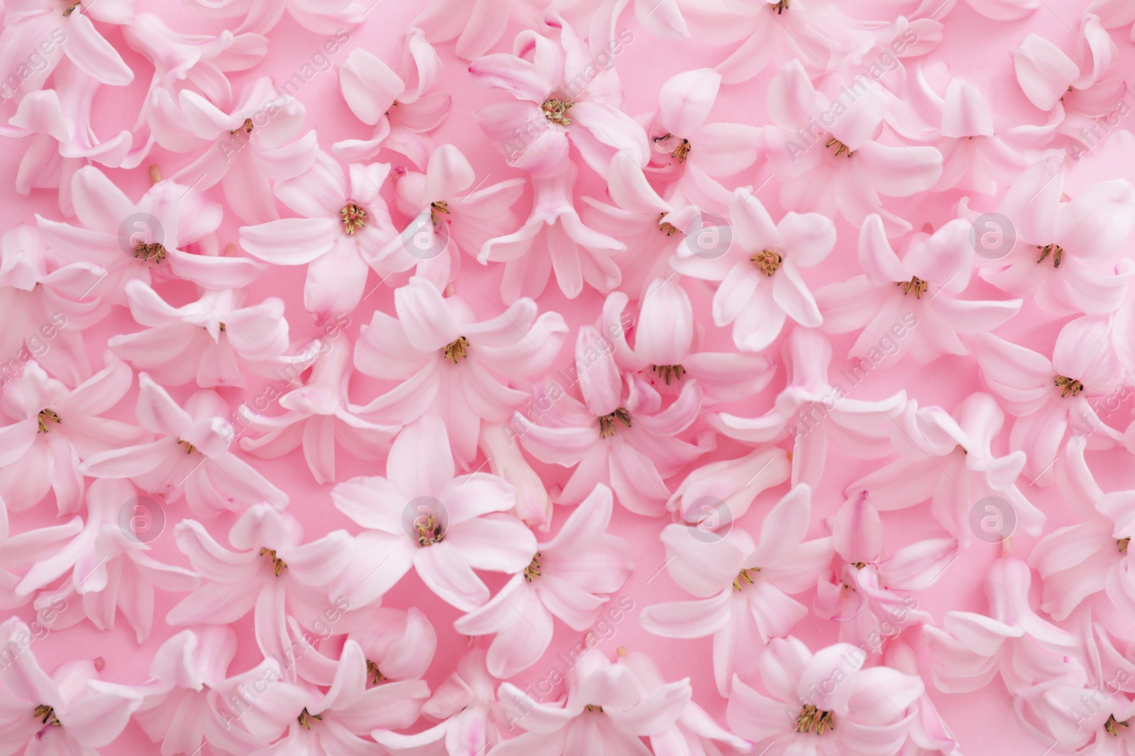 Photo of Pile of spring hyacinth flowers on color background, closeup