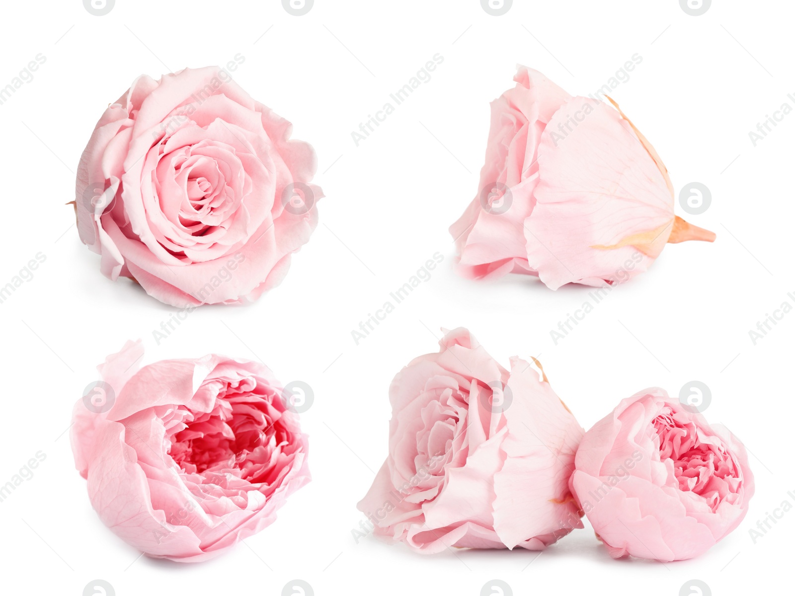 Image of Set with beautiful dry flowers on white background 