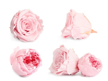 Image of Set with beautiful dry flowers on white background 