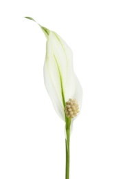 Photo of Beautiful peace lily plant on white background