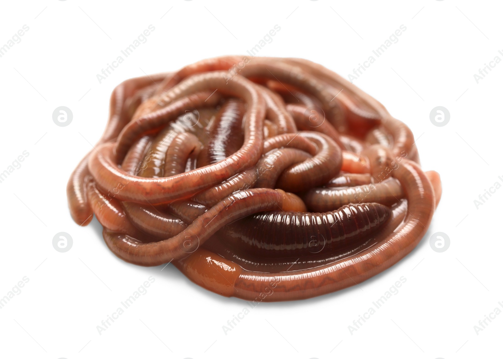 Photo of Many earthworms on white background. Terrestrial invertebrates