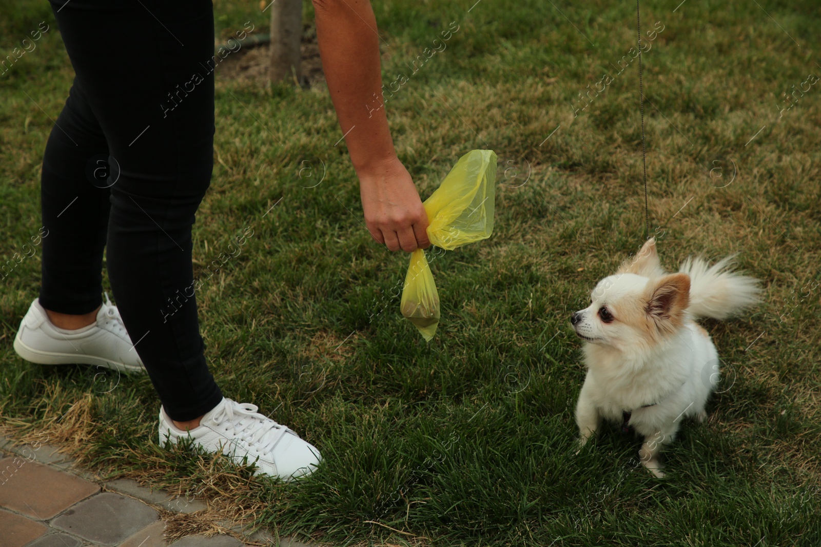 Photo of Woman with waste bag walking her cute dog in park, closeup