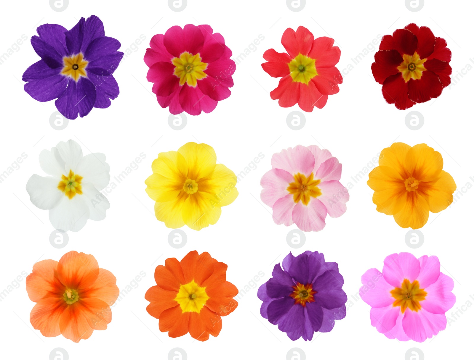 Image of Set with different beautiful primula (primrose) flowers on white background. Spring blossom