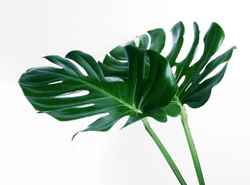 Photo of Beautiful monstera leaves on white background. Tropical plant