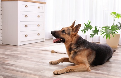 Adorable German shepherd dog lying on floor indoors