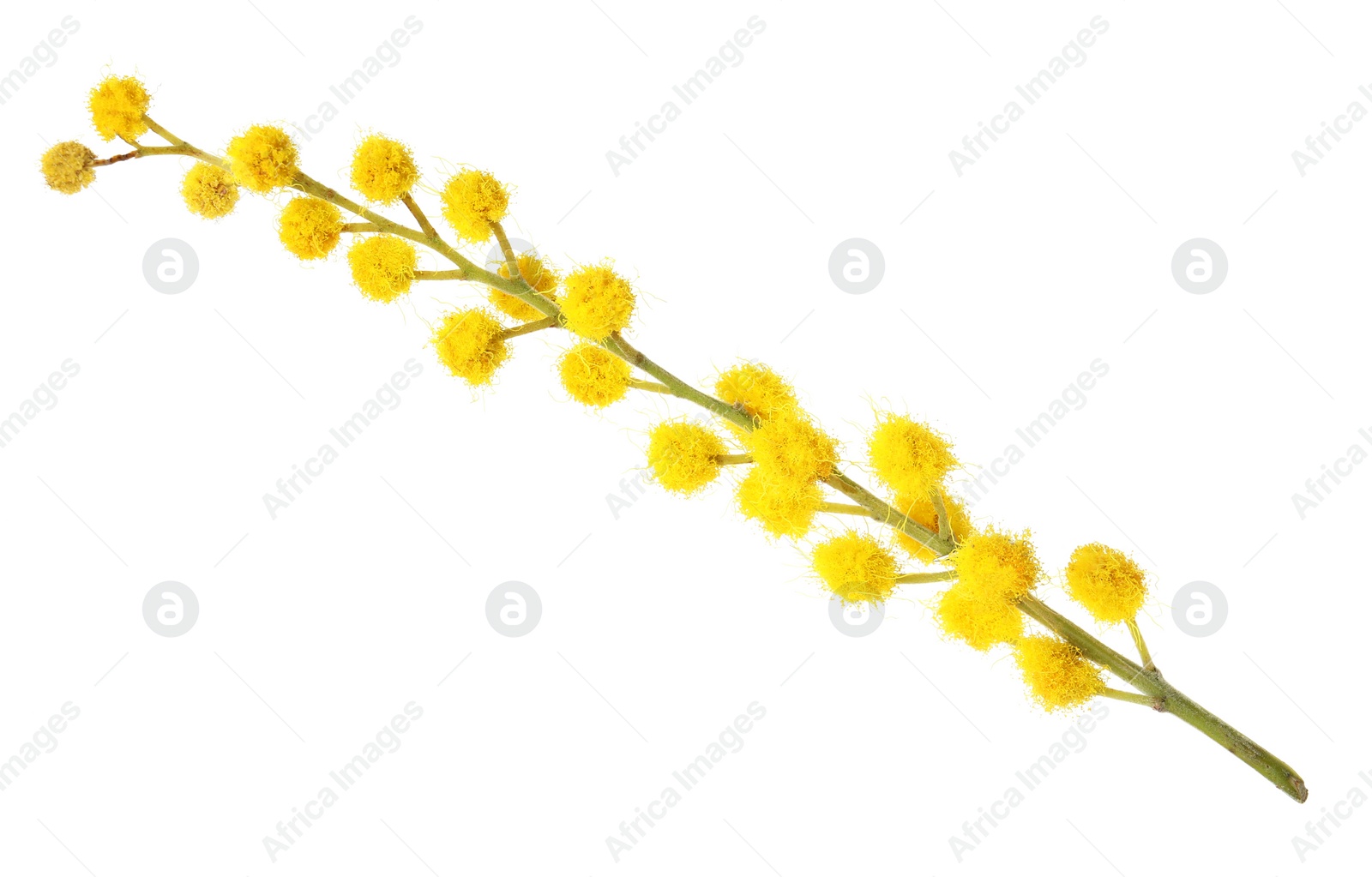 Photo of Beautiful yellow mimosa flowers on white background