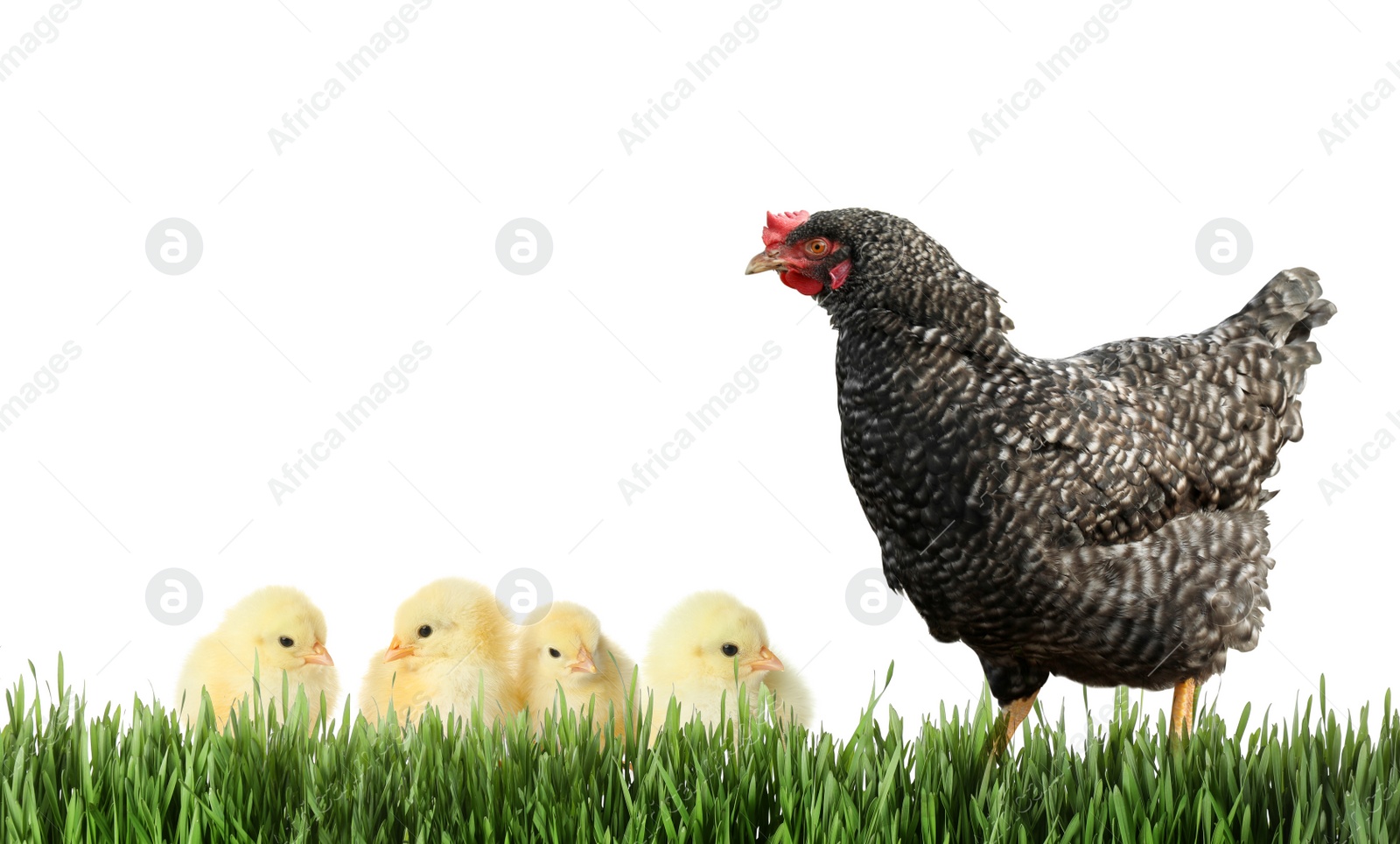 Image of Hen with cute chickens in green grass on white background