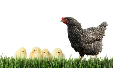 Image of Hen with cute chickens in green grass on white background