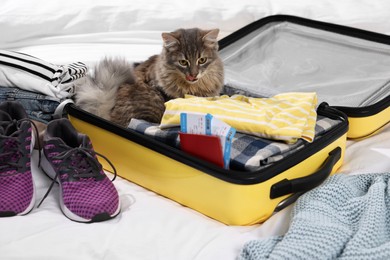 Photo of Travel with pet. Clothes, cat and suitcase on bed indoors