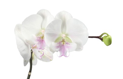 Photo of Branch with beautiful orchid flowers isolated on white