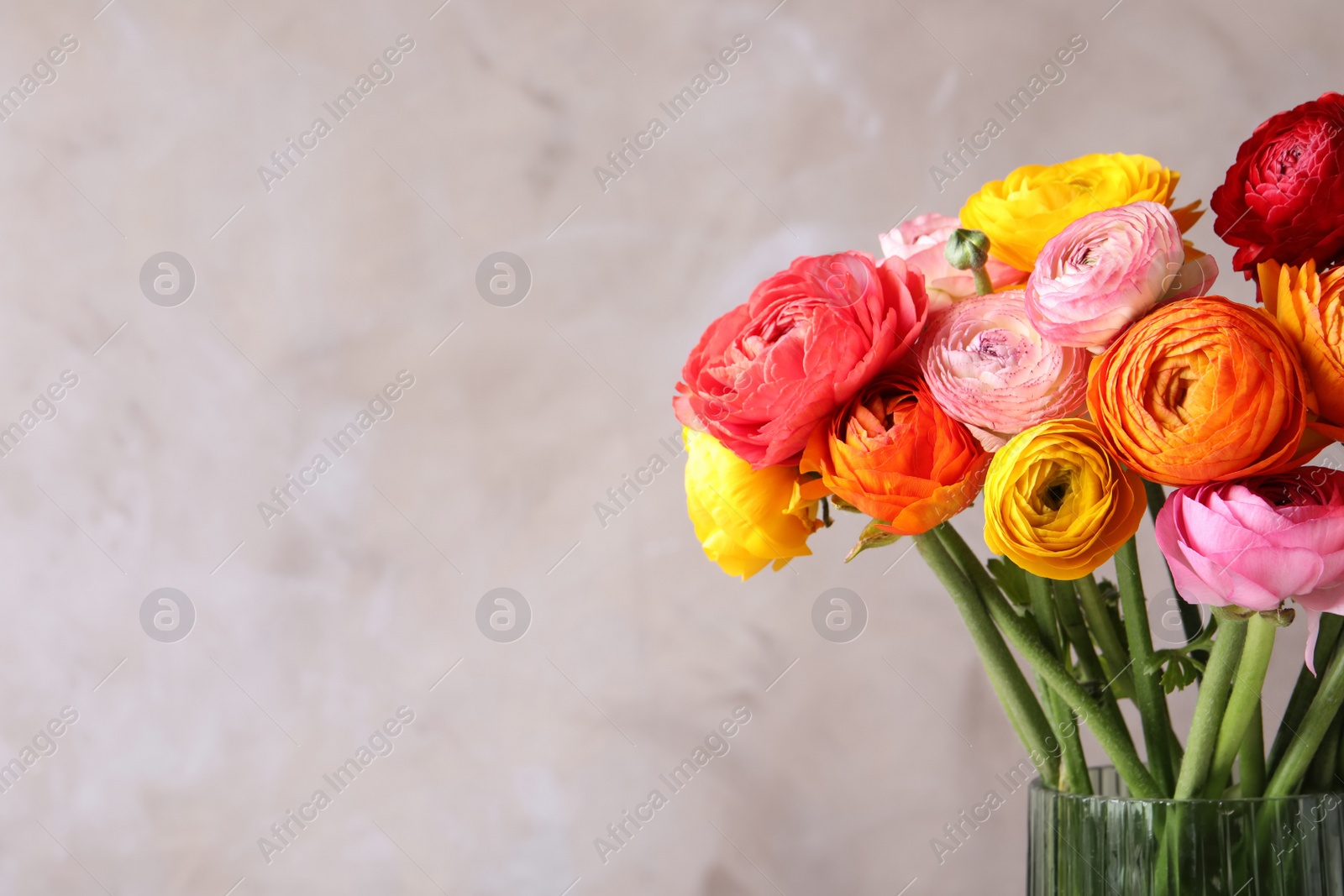 Photo of Beautiful fresh ranunculus flowers in vase on color background, closeup. Space for text