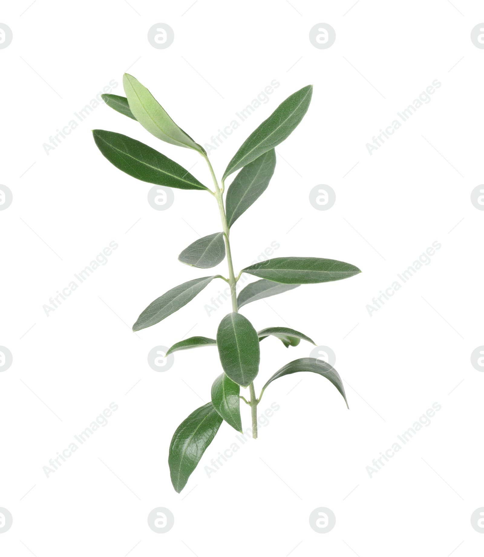 Photo of Twig with fresh green olive leaves on white background