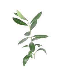 Photo of Twig with fresh green olive leaves on white background