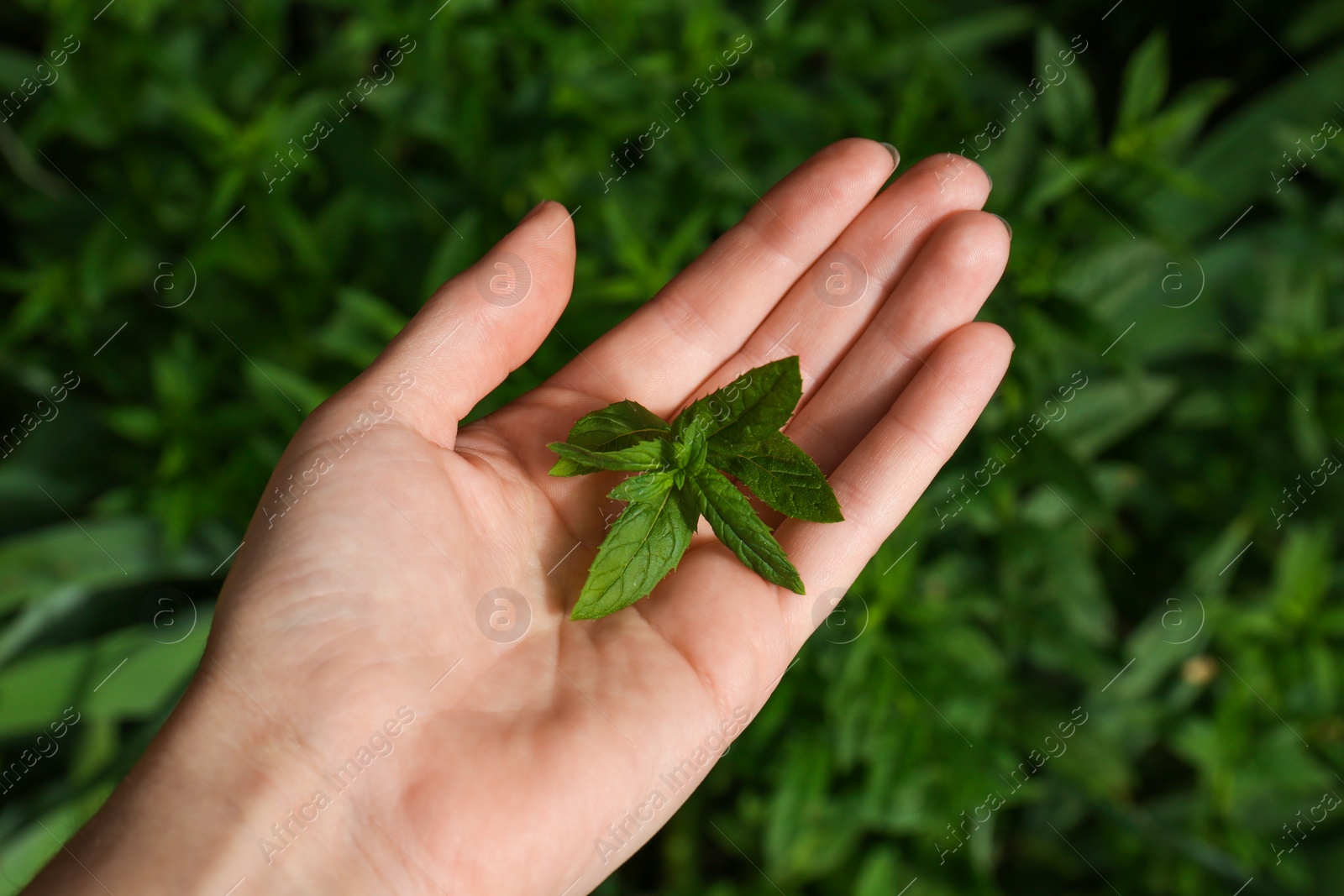 Photo of Woman holding fresh green mint outdoors, closeup