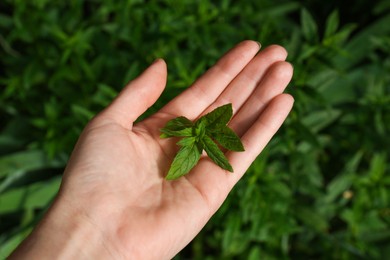 Woman holding fresh green mint outdoors, closeup
