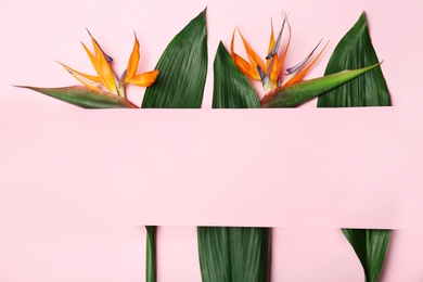 Creative flat lay composition with tropical leaves and strelitzia flowers on color background