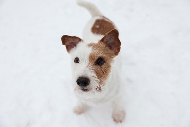 Photo of Cute Jack Russell Terrier on snow outdoors. Winter season