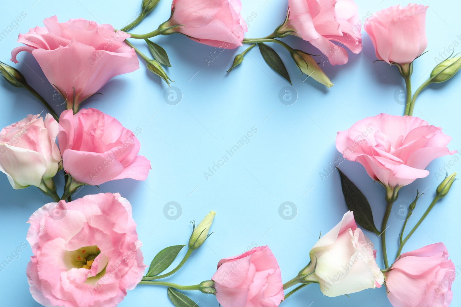 Photo of Flat lay composition with beautiful Eustoma flowers on color background