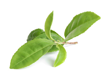 Fresh green tea leaves isolated on white