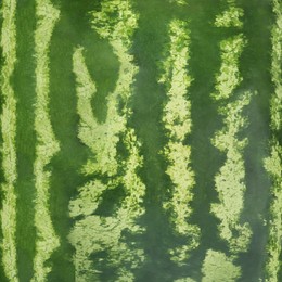 Green striped rind of watermelon as background, closeup