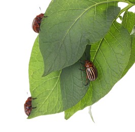 Photo of Colorado potato beetles on green plant against white background