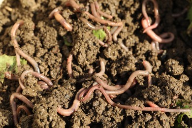 Photo of Many worms crawling in wet soil on sunny day, closeup