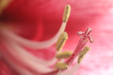 Photo of Beautiful red Amaryllis flower as background, macro view