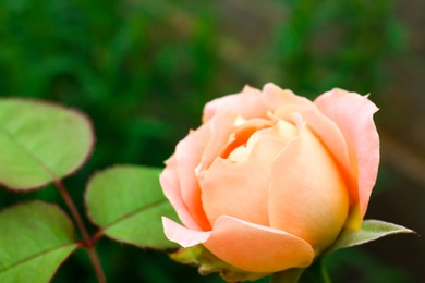 Photo of Beautiful blooming rose in green garden, closeup view. Space for text