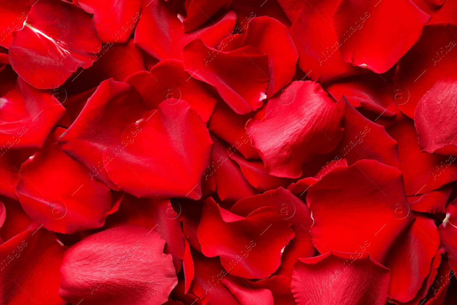 Photo of Beautiful red rose petals as background, top view