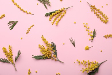 Beautiful mimosa flowers on pink background, flat lay