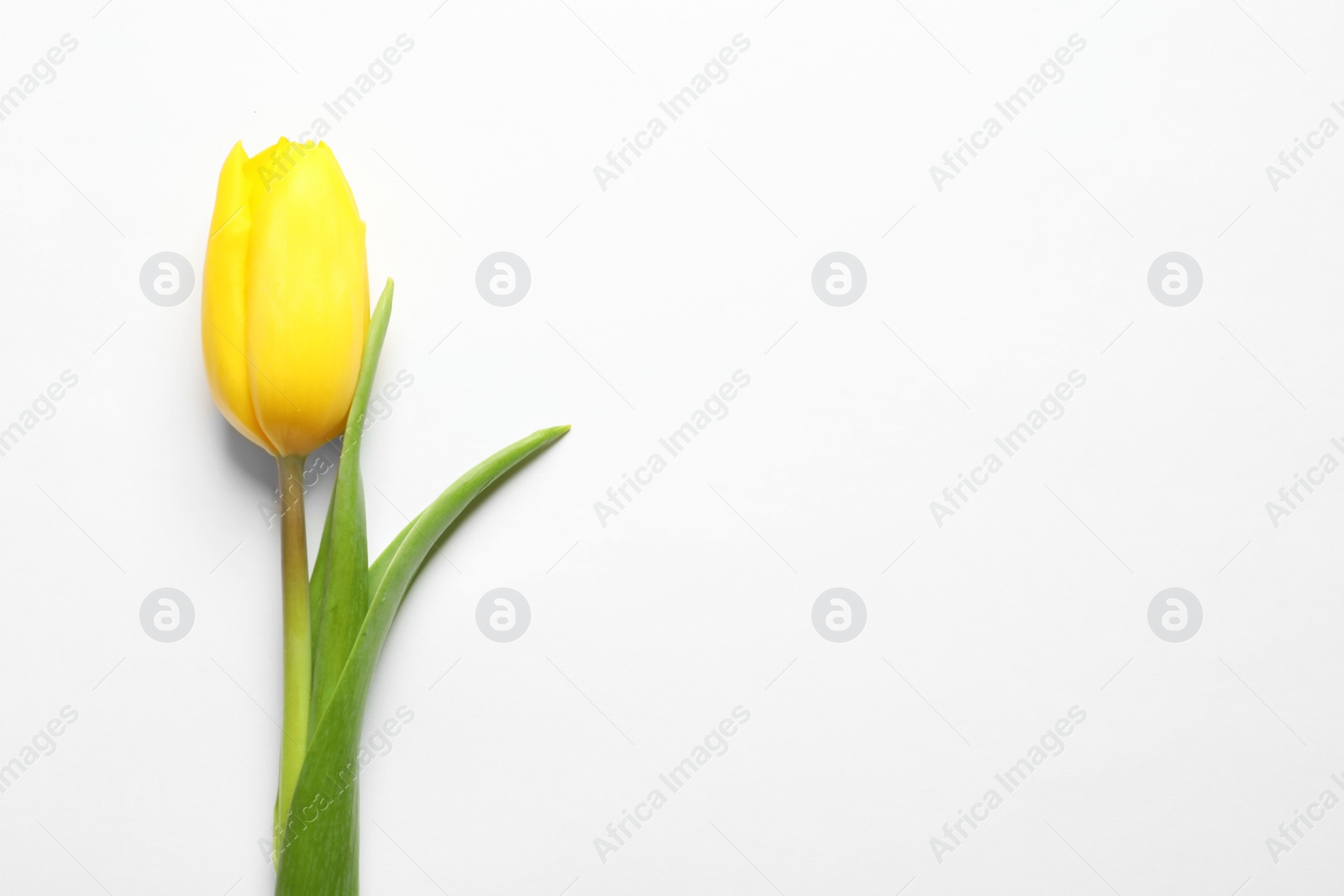 Photo of Beautiful spring tulip on white background, top view. International Women's Day