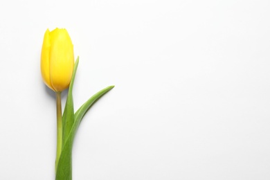 Photo of Beautiful spring tulip on white background, top view. International Women's Day