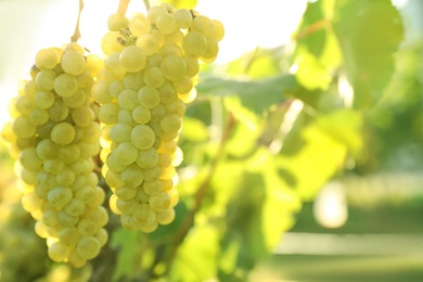 Photo of Fresh ripe grapes growing in vineyard on sunny day