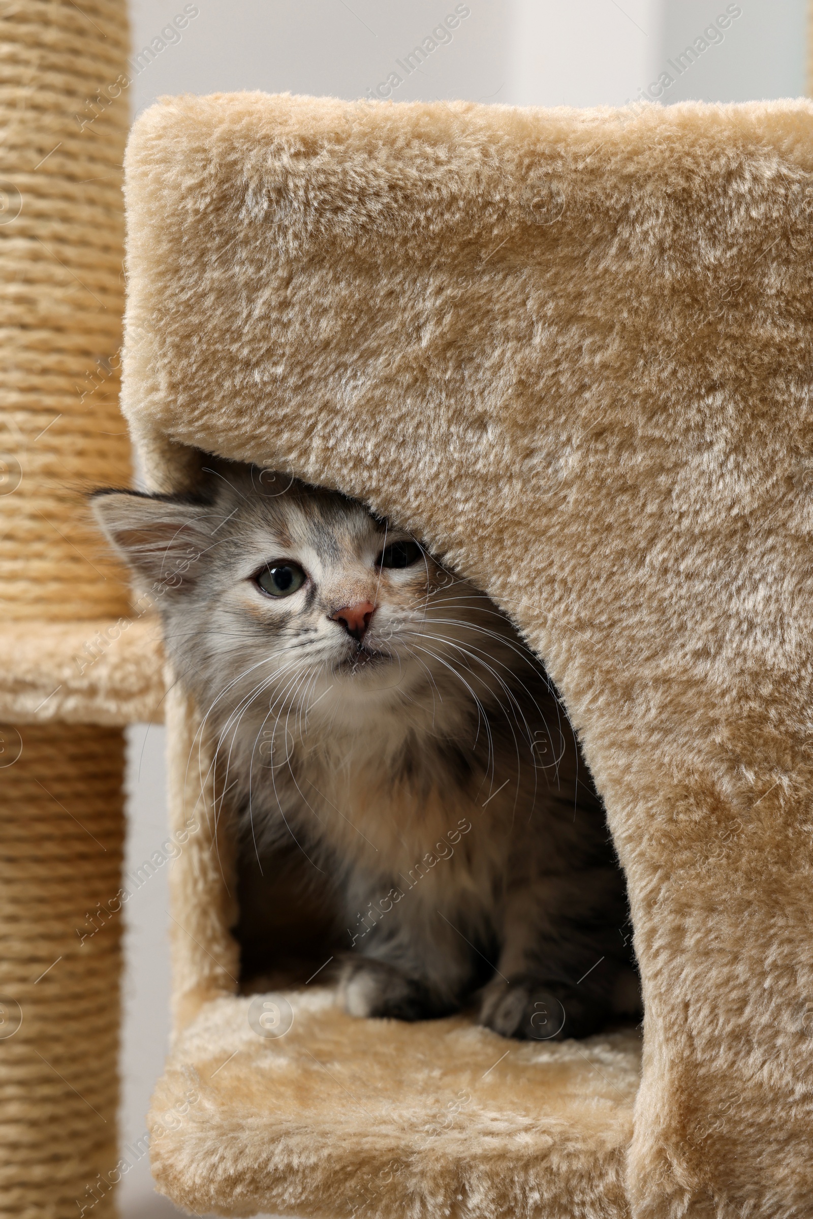 Photo of Cute fluffy kitten exploring cat tree against light background