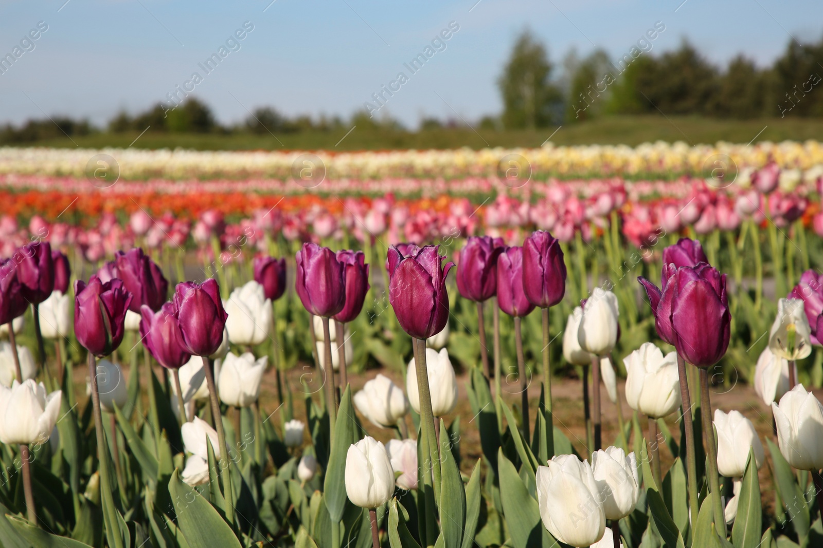 Photo of Beautiful colorful tulip flowers growing in field on sunny day