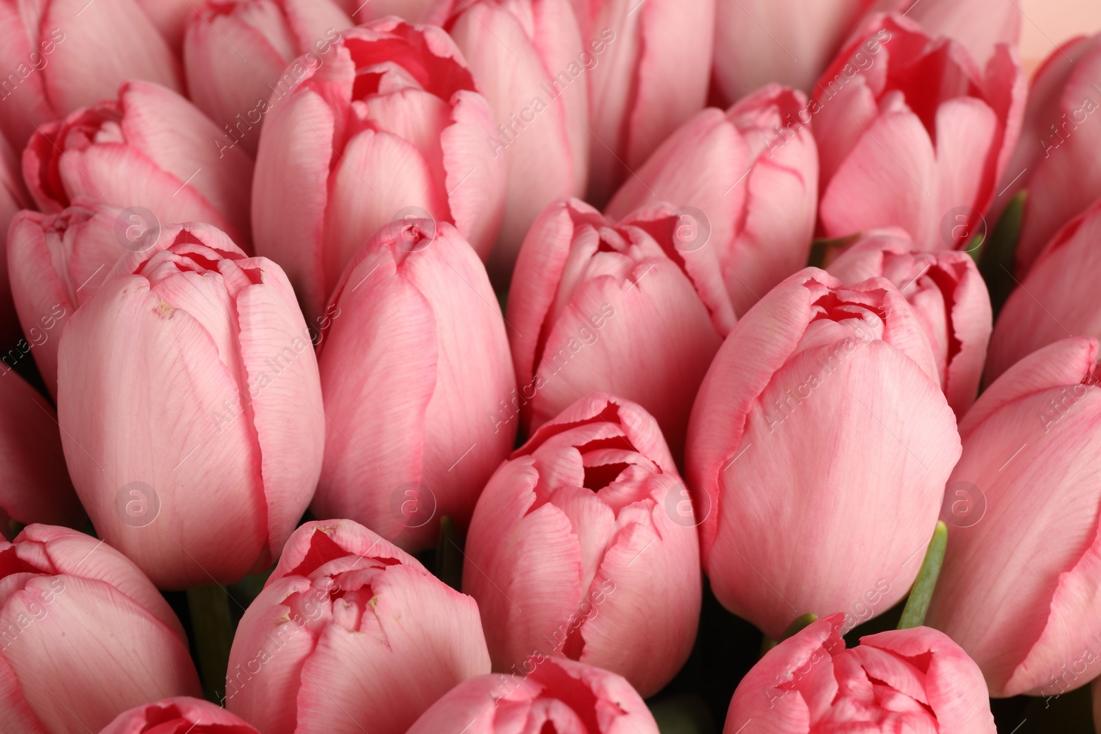 Photo of Bouquet of beautiful pink tulips as background, closeup